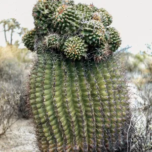 Ferocactus wislizeni monstrous, near Oracle Junction, Arizona