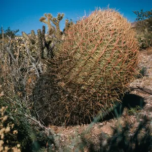 Ferocactus acanthodes, Compass Cactus, pointing South, Nipton, California