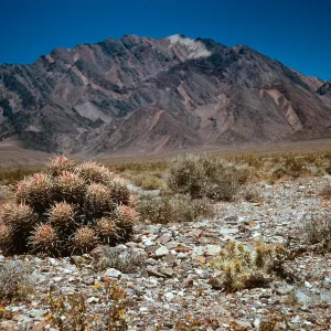 Echinocactus polycephalus, Death Valley Junction, Mojave Desert, Inyo County