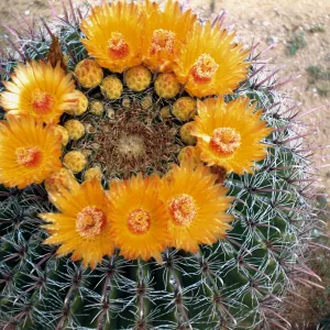 Ferocactus wislizeni, Oracle Junction, Arizona