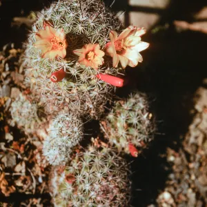 Mammilaria dioica, San Diego, California