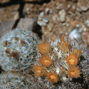 Coryphantha vivipera var deserti, Mountain Pass, California