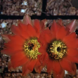 Echinocereus pectinatus, Desert Botanic Garden, Chihuahua, Mexico