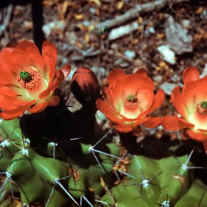 Echinocereus triglochidiatus, at Desert Botanic Garden, Organ Mountains, New Mexico