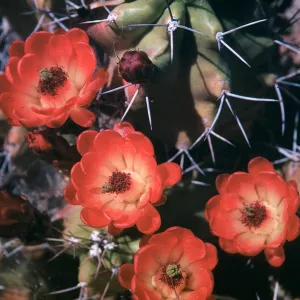 Echinocereus triglochidiatus, at Desert Botanic Garden, Organ Mountains, New Mexico
