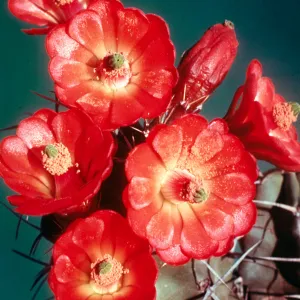 Claret Cups, close-up