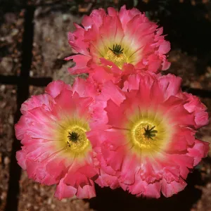 Echinocereus pectinatus scrophulorum, Mexico, plants collected by D. F.