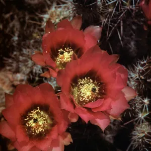 Echinocereus fendleri var boyce-thompsoni