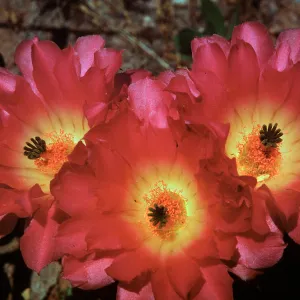Echinocereus pentalophus