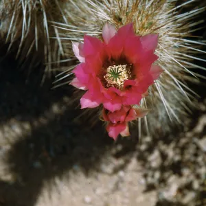 Hedgehog cactus, Spring