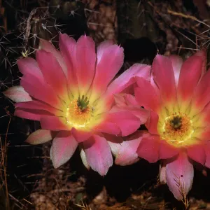 Echinocereus blankii, Desert Botanic Garden