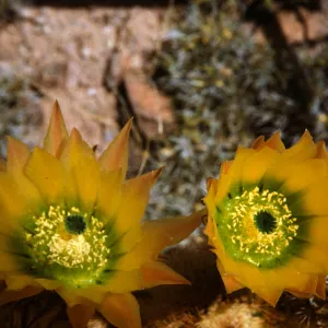 Echinocereus pectinatus var neo-mexicana