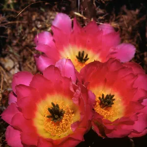 Echinocereus pentalopus, Desert Botanic Garden, Texas