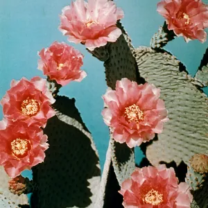 Beaver Tail Prickly Pear