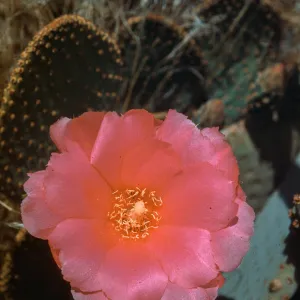 Opuntia basilaris, Arizona