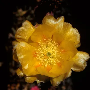 Opuntia gosseliniana var santa-rita, Arizona