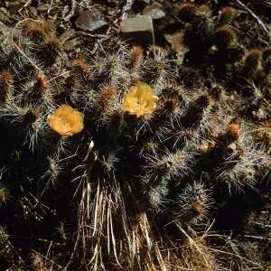 Opuntia erinaceae, White Mountain, California