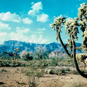 Chain Fruit Cholla, Superstition Mountain, Arizona