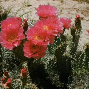 Prickley Pear cactus, enroute Cameron from North Rim, Arizona