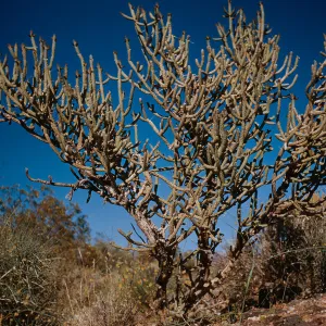 Opuntia ramosissima, spineless form, Nipton, California