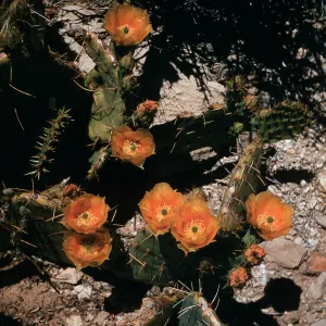 Opuntia curvispina, Kaiser Iron Mine, Providence Mountains, California