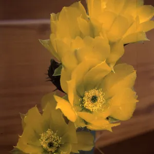 Opuntia linguiformis (Prickly-pear), Texas