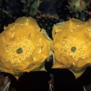 Opuntia engelmannii, Arizona
