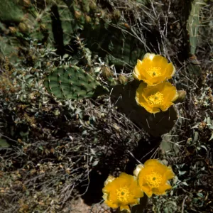 Prickly Pear cactus