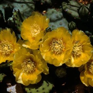 Opuntia compressa