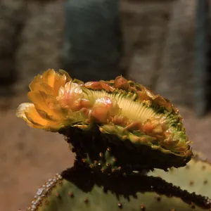 Opuntia Santa Rita (Prickly-pear), cristate flower