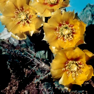 Dwarf Prickly Pear