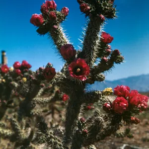 Opuntia spinosior, Cholla cactus