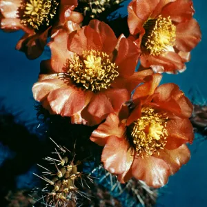 Opuntia spinosior, Staghorn Cholla