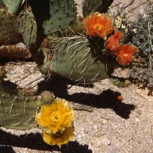 Priclky Pear flower, Class A 109, Mae Krueger, 1108 W Mackenzie, Lot 106, Phoenix, Arizona