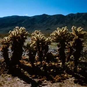 Opuntia, Joshua Tree National Monument