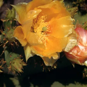Opuntia vaseyi ?, Santa Barbara Botanic Garden