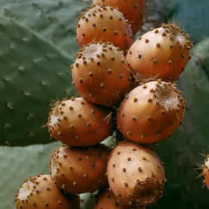 Opuntia ficus-indica