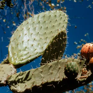 Opuntia megacantha (Prickly-pear)