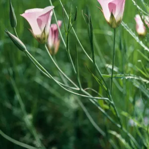 Calochortus