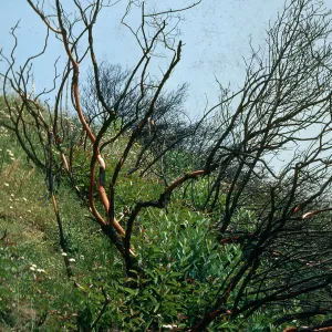 Rhus laurina, stump sprout