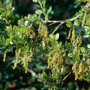Quercus agrifolia (Coastal Live Oak) inflorscence