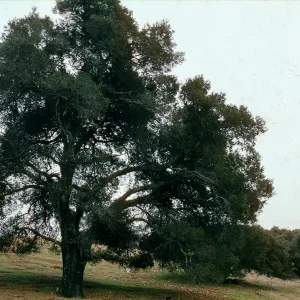 Quercus agrifolia (Coastal Live Oak), ridge Canada del Puerto, Santa Cruz Island