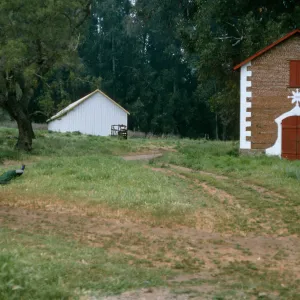 Barns, Santa Cruz Island