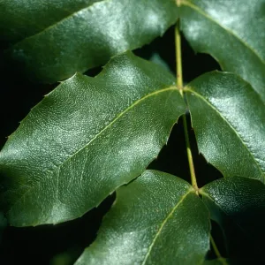 Mahonia pinnata, SBBG