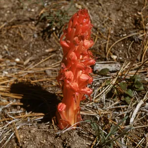Snow Plant, Sarcodes sanguinea