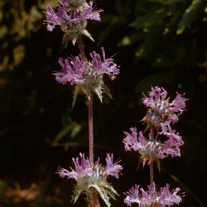 Sage