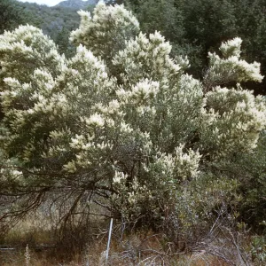 Ceanothus palmeri, Upper Sisquoc, Santa Barbara County