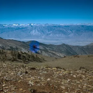 Trip to Ancient Bristlecone Forest, Inyo National Forest w/Neil Muller, 1960-68