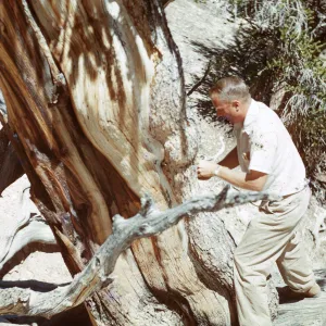 Trip to Ancient Bristlecone Forest, Inyo National Forest w/Neil Muller, 1960-68