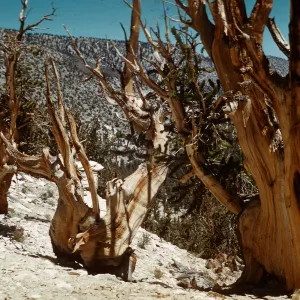 Trip to Ancient Bristlecone Forest, Inyo National Forest w/Neil Muller, 1960-68